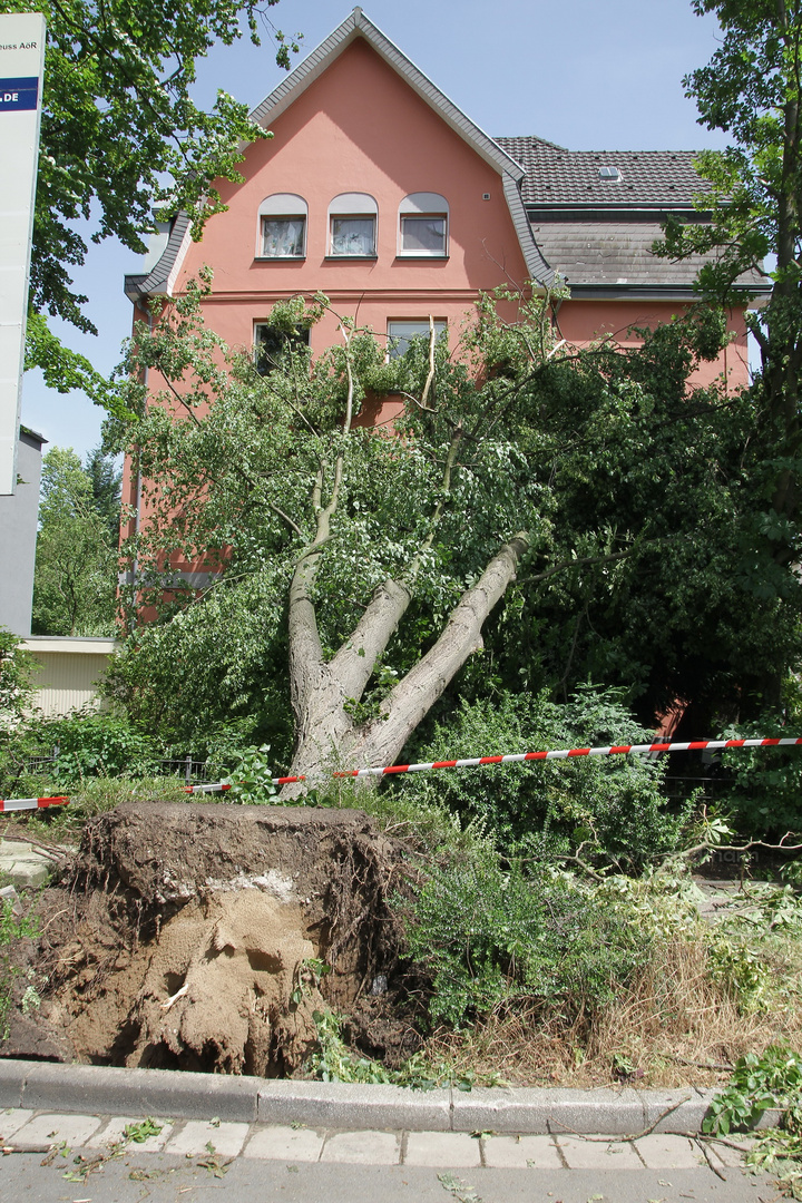 the day after - 1 Tag nach dem heftigen Gewitter an Pfingsten #3