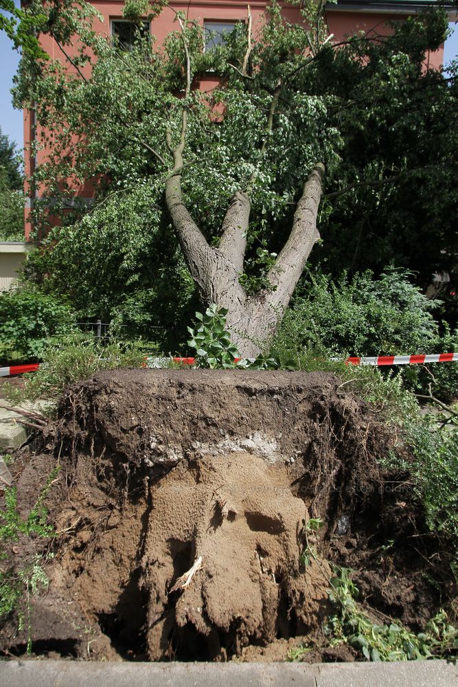 the day after - 1 Tag nach dem heftigen Gewitter an Pfingsten #4