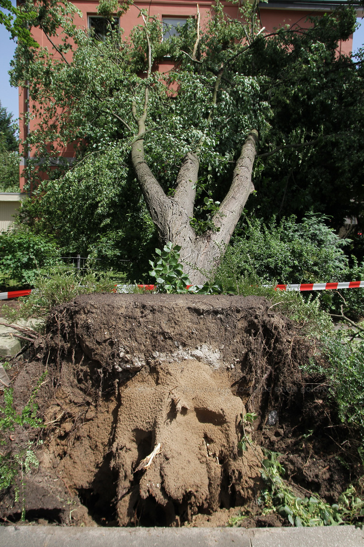 the day after - 1 Tag nach dem heftigen Gewitter an Pfingsten #4