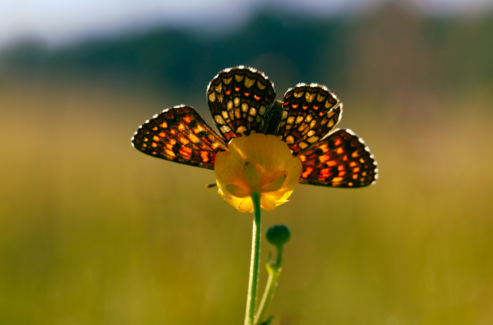 The day I fell in love with my macro lens. 