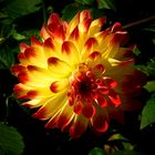 The dazzling dahlias show (1)