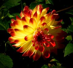 The dazzling dahlias show (1)