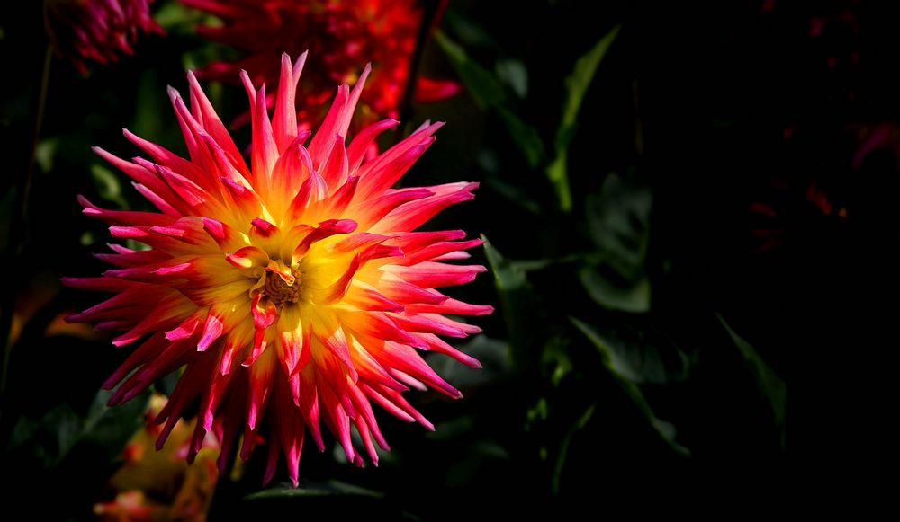 The dazzling dahlias show (10)