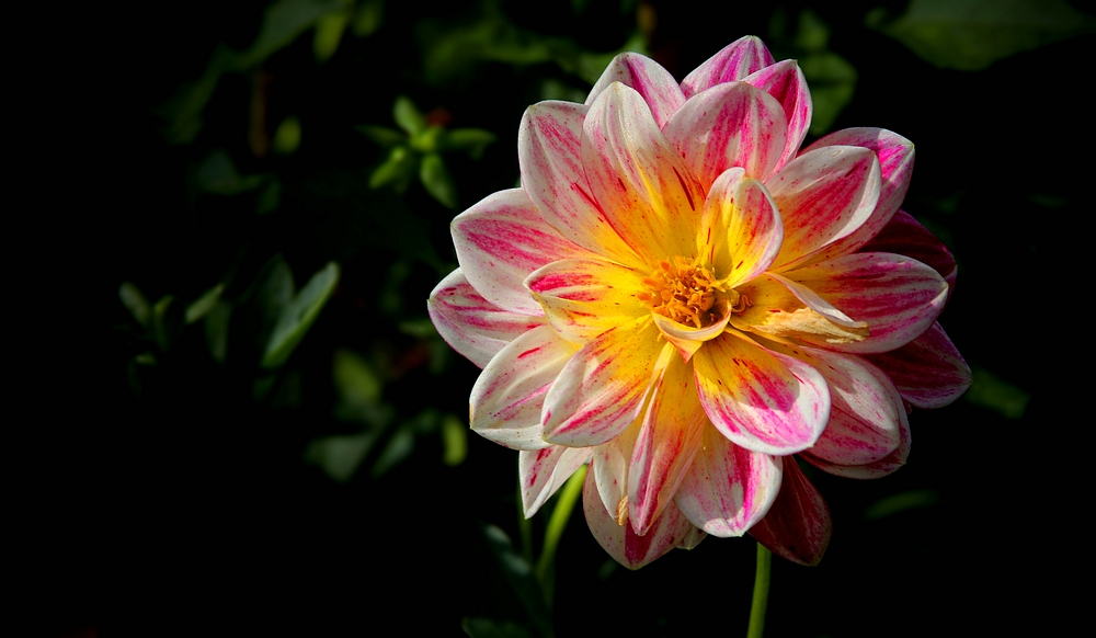 The dazzling dahlias show (2)