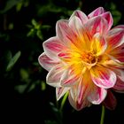 The dazzling dahlias show (2)