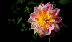 The dazzling dahlias show (2)