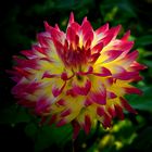 The dazzling dahlias show (3)