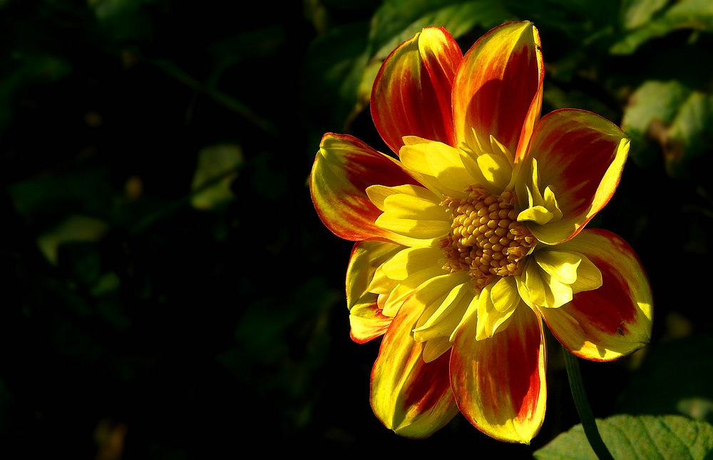 The dazzling dahlias show (4)