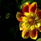 The dazzling dahlias show (4)