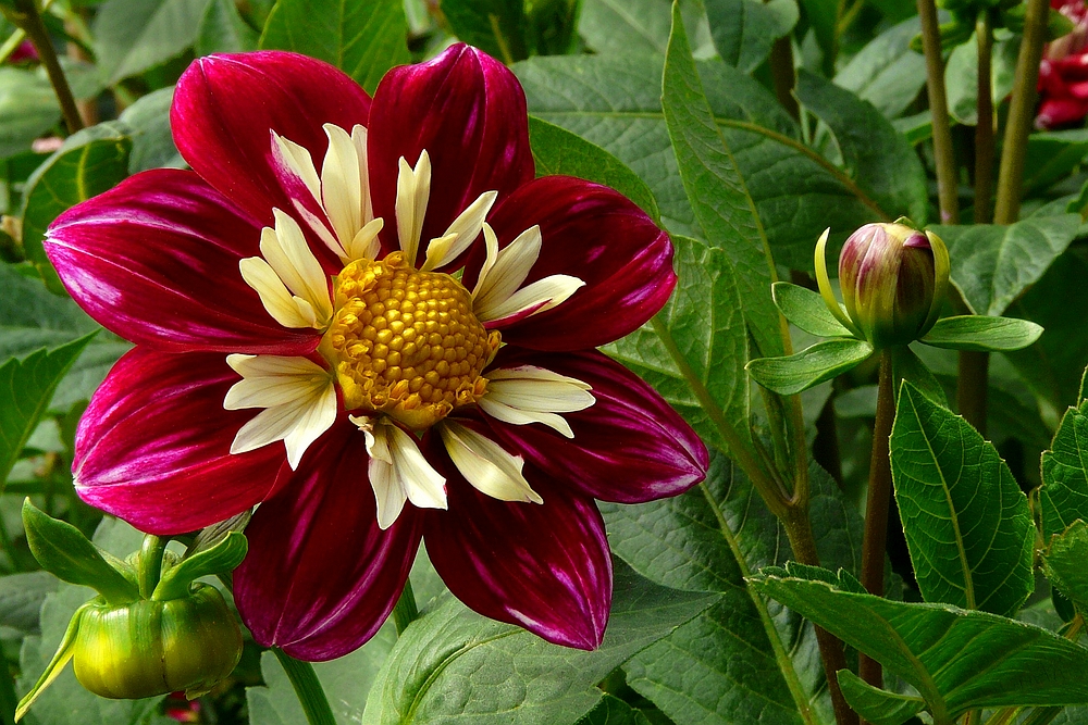 The dazzling dahlias show (5)