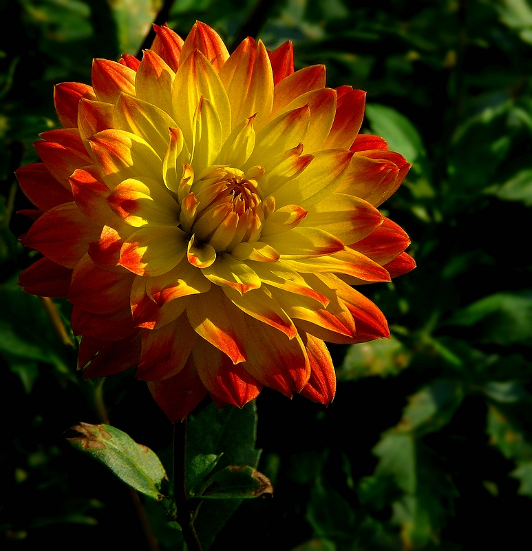 The dazzling dahlias show (6)