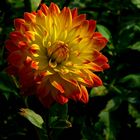 The dazzling dahlias show (6)