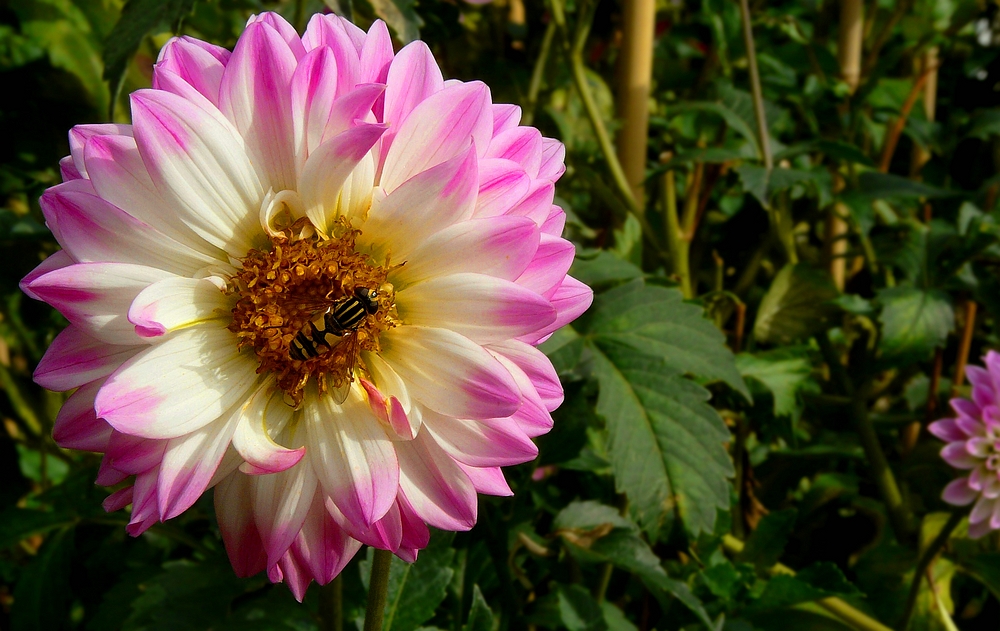 The dazzling dahlias show (7)