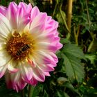 The dazzling dahlias show (7)