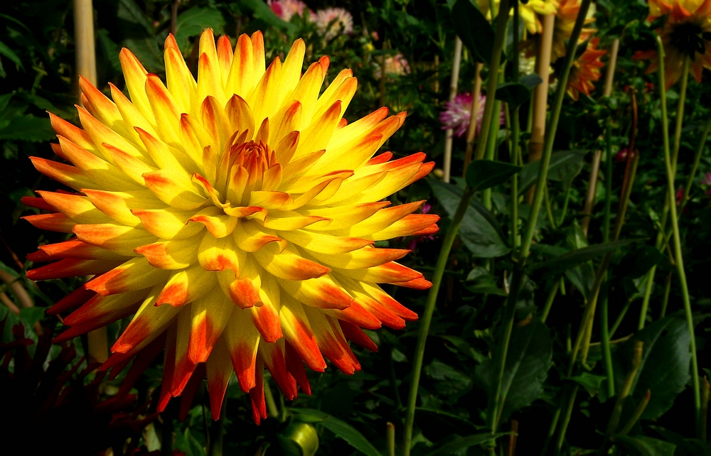 The dazzling dahlias show (8)