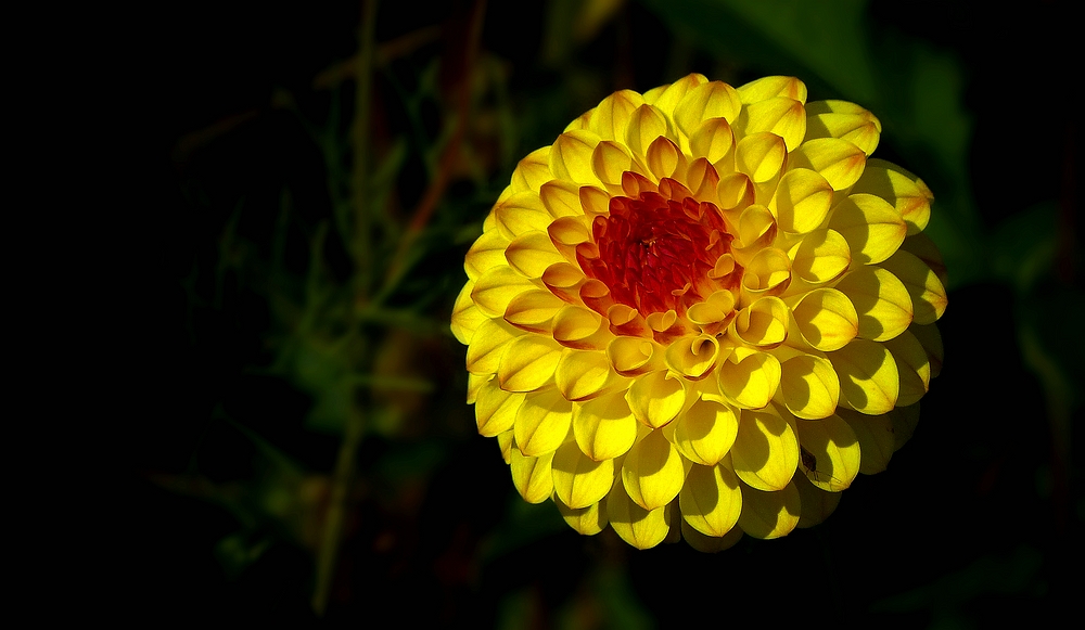 The dazzling dahlias show (9)