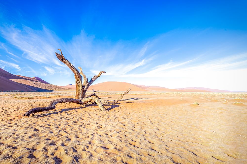 the dead tree