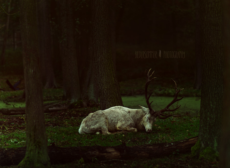 | the deer which escaped from a dark fairytale |