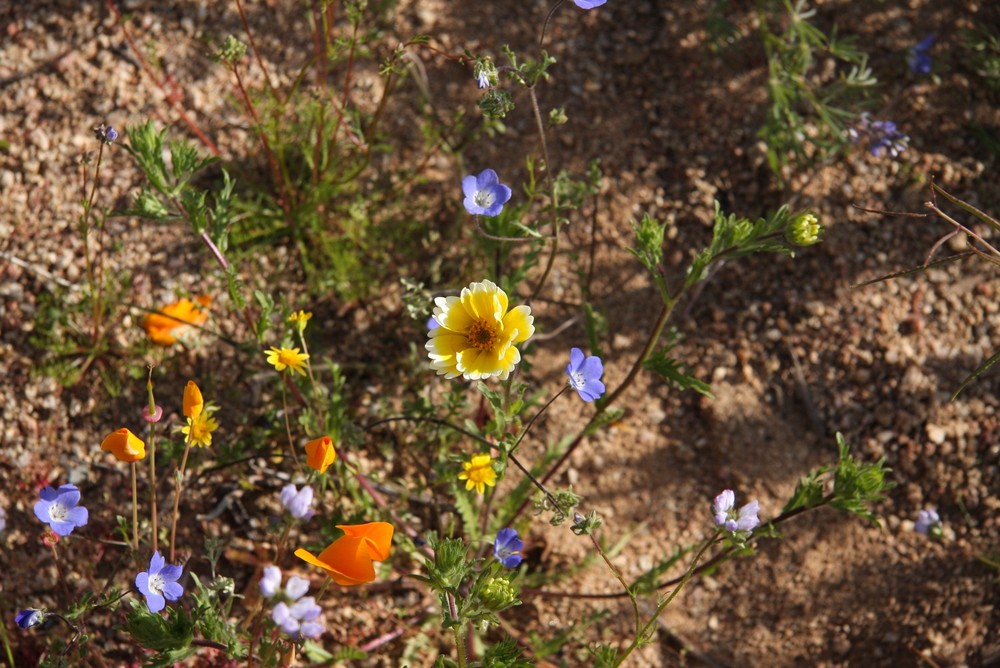 THE DESERT BLOOM'S