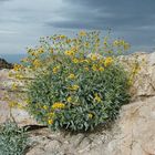 The desert is flowering