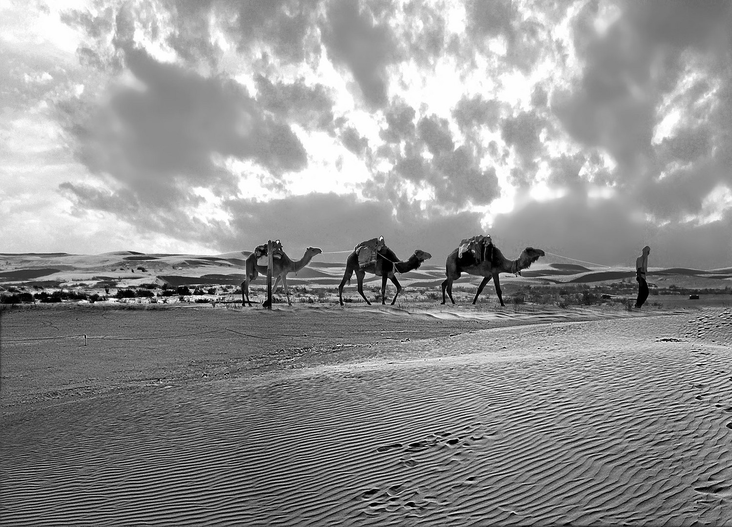 The desert lorry driver