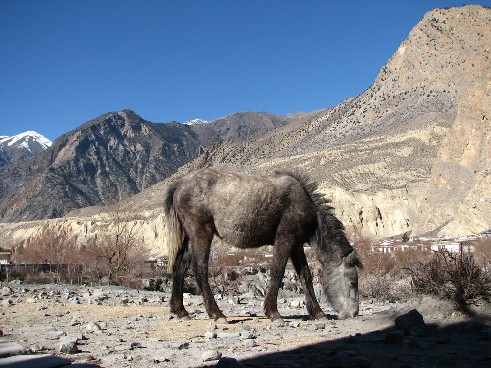 the desert up to the moumtains ( Himalaya)