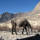 the desert up to the moumtains ( Himalaya)