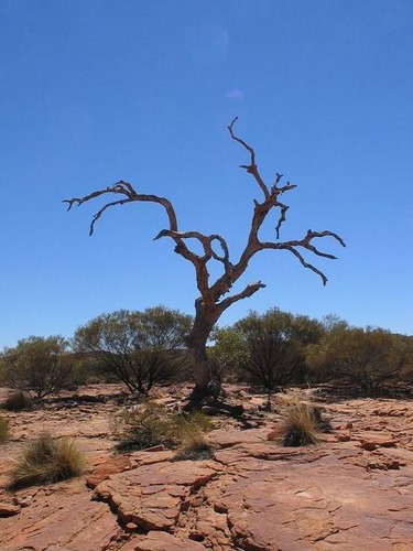 The Deserted Tree