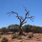 The Deserted Tree