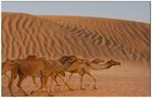 The Desert's Caravan of Dubai von Marli Rocha 