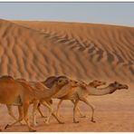 The Desert's Caravan of Dubai