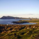 The Dingle Bay