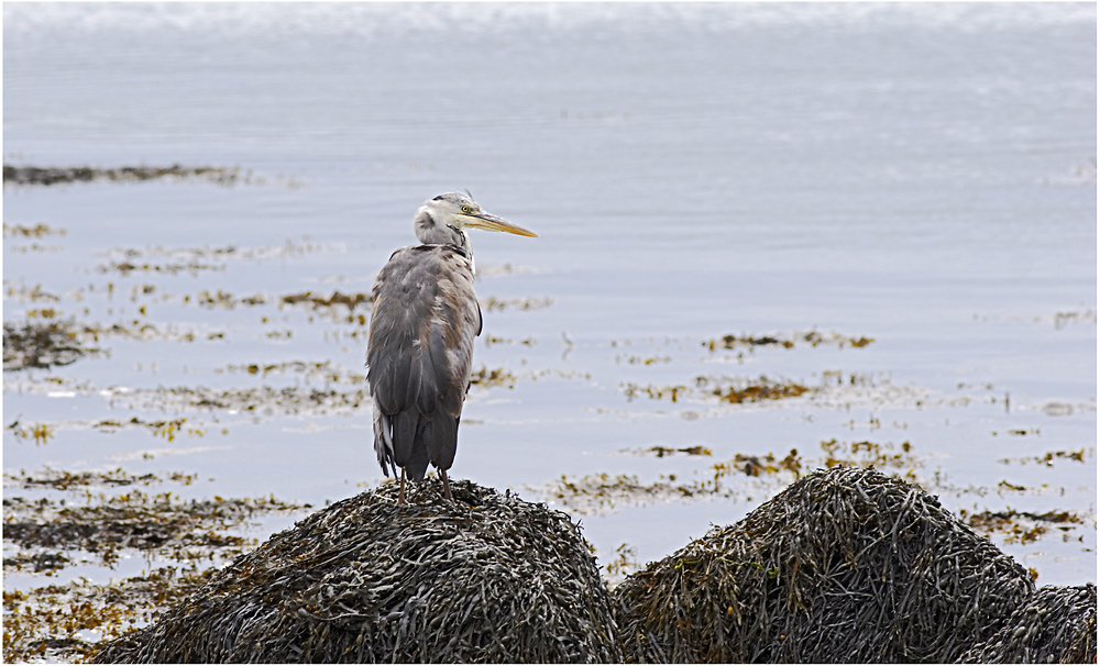 The Dingle Heron