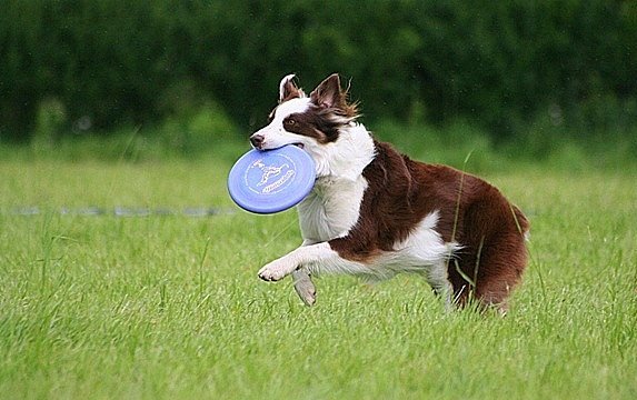 The Discdog