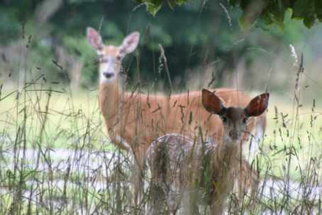 The doe and her mother