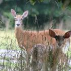 The doe and her mother