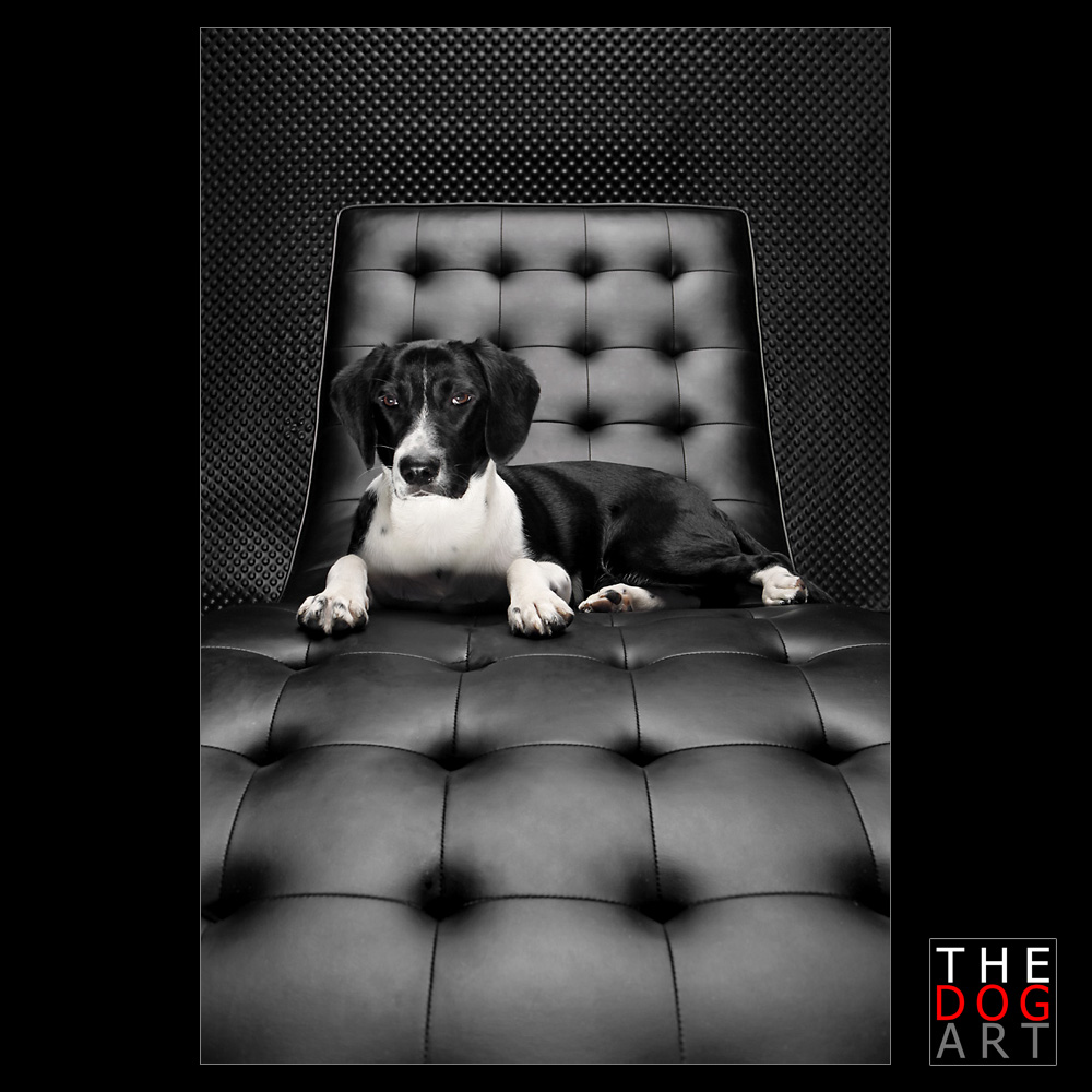 THE DOG ART - WILSON / THE DOMINANCE WATCHDOG