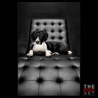 THE DOG ART - WILSON / THE DOMINANCE WATCHDOG