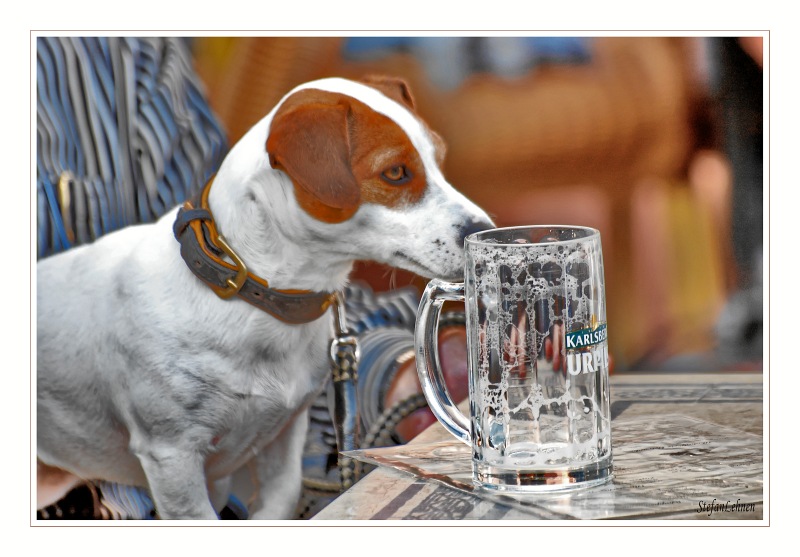 the dog drink a beer #_10046_2
