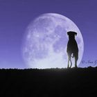 the dog in the moon