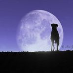 the dog in the moon