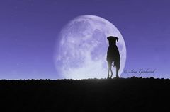 the dog in the moon