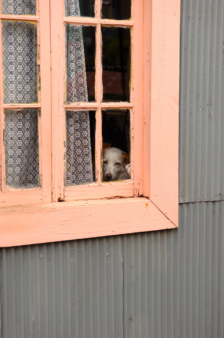 The dog in the window