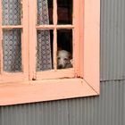 The dog in the window