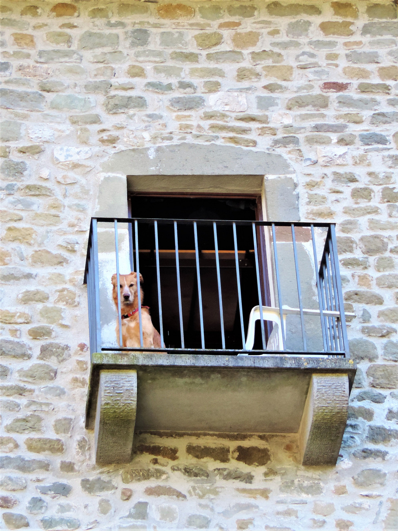 The dog of the castle