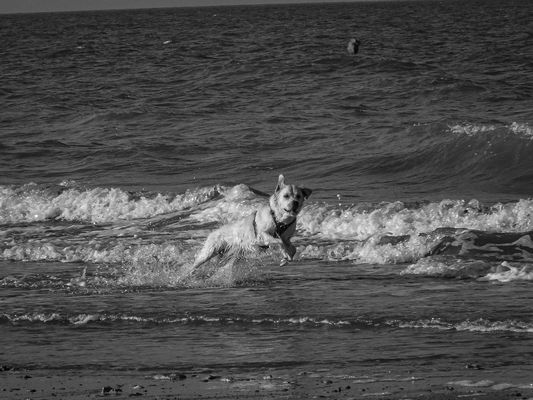 the dog running after the pebbles