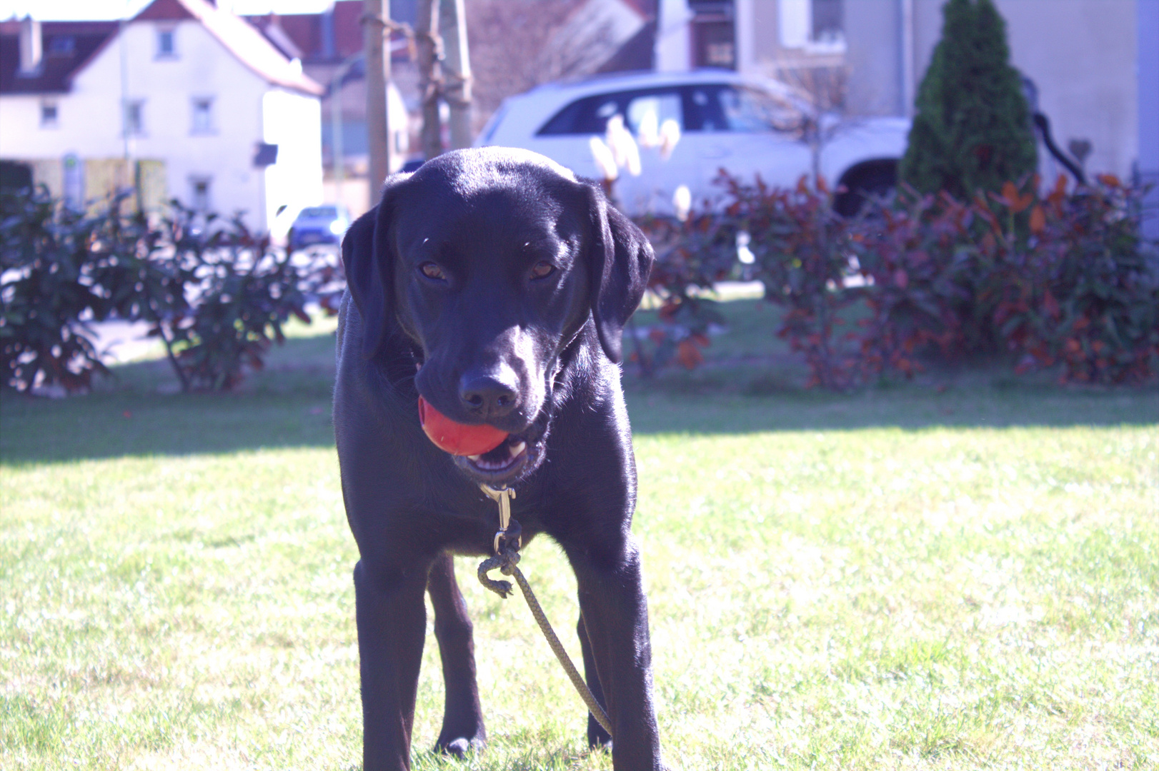 The Dog with the Red Ball