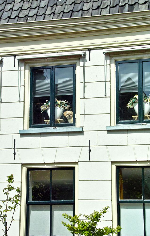 The doggie in the window
