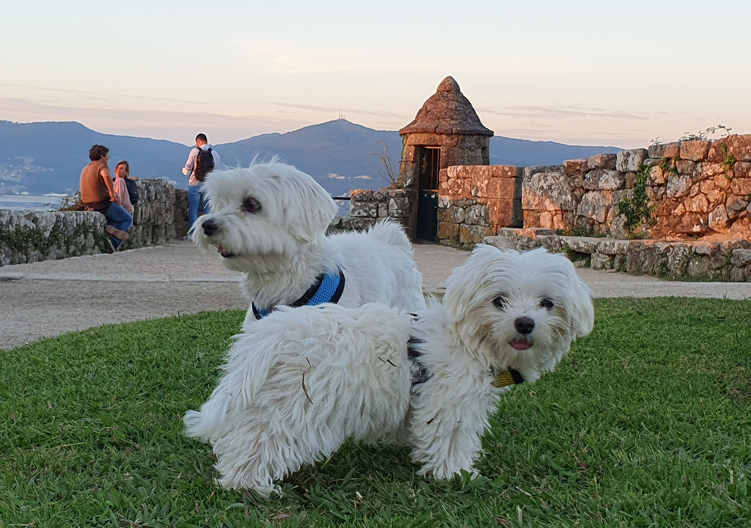 The dogs from Vigo