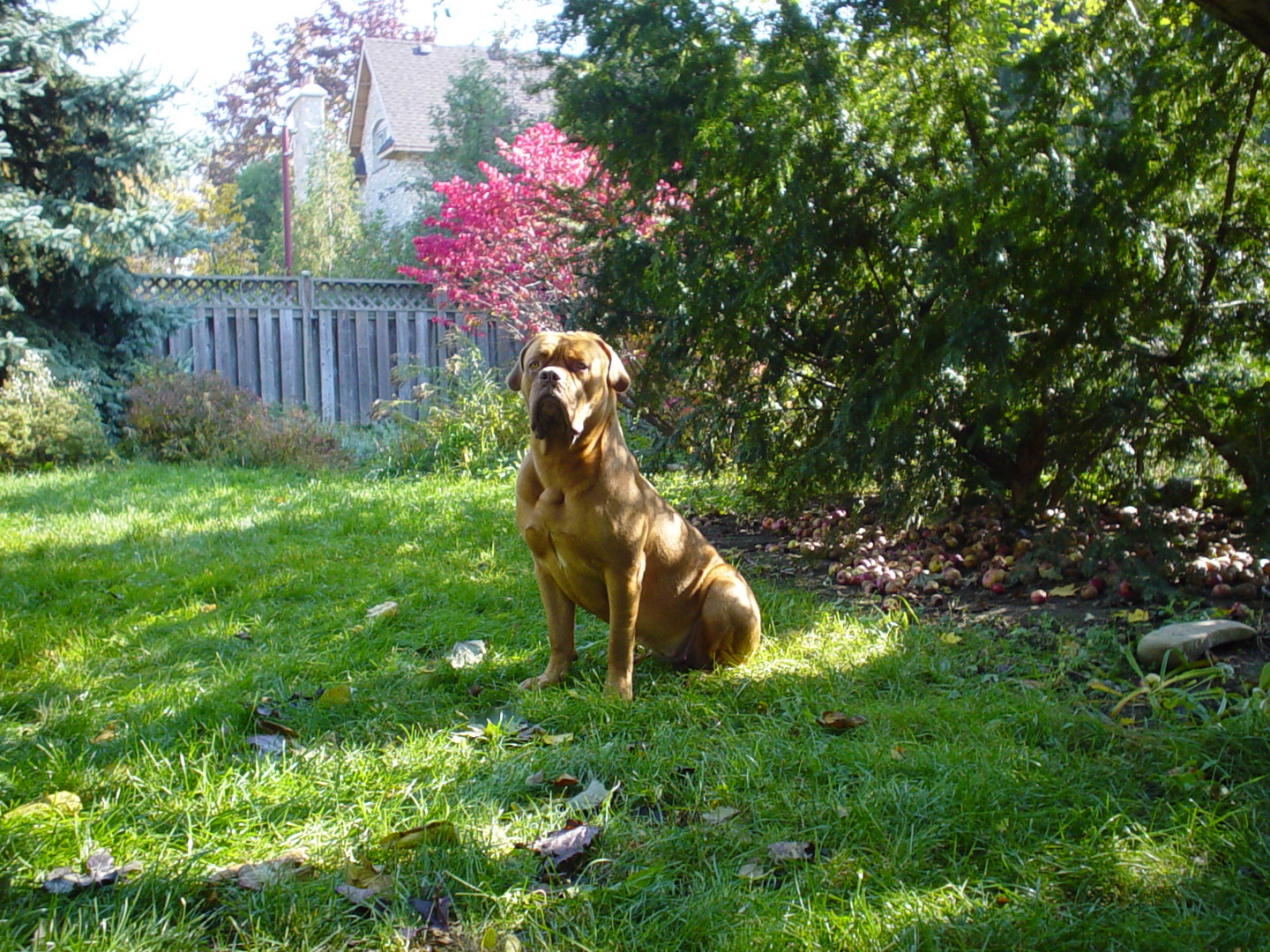 The dogue days of summer